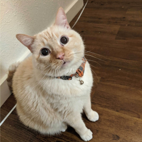 Linus