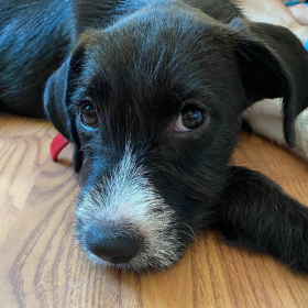Pepper